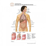 Digestive System "Post It" Chart{part}