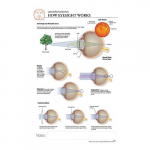 How Eyesight Works "Post It" Chart{part}