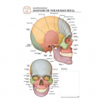 Anatomy of The Skull "Post It" Chart_noscript
