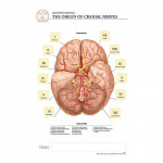 Cranial Nerves "Post It" Chart_noscript