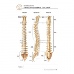 Human Vertebrae "Post It" Chart{part}