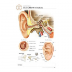 Anatomy of The Ear "Post It" Chart_noscript