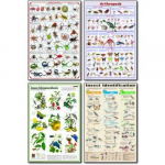 Insects Poster Set, Laminated_noscript